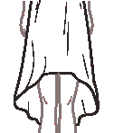 Maxi length